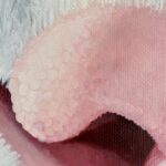 Nose (detail)